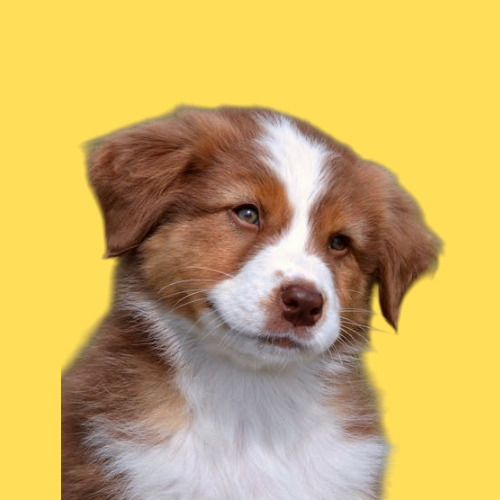 Foto de uma cachorro